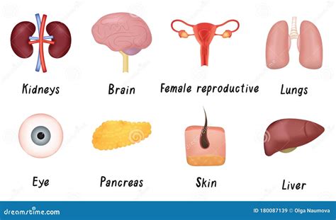 Set Of Human Organs Kidneys Brain Female Reproductive System Lungs