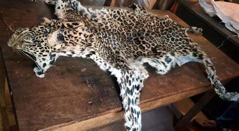 Leopard Skin Seized In Jayashankar Bhupalpally District Six Arrested