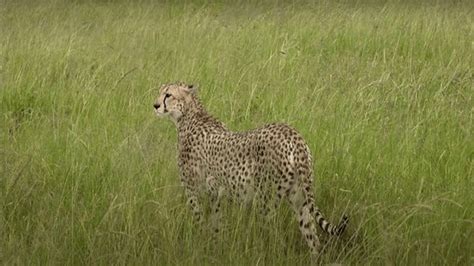 386 Cheetah's Head Royalty-Free Photos and Stock Images | Shutterstock