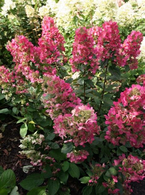 Гортензия метельчатая Меджикал Флейм. (Hydrangea paniculata Magical ...