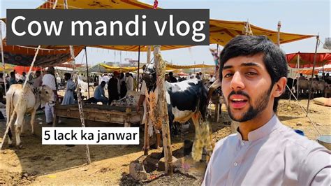 Aj Mandi Janwar Dakna Gya Cow Mandii Vlog Mandi Ka Sb Sa Bara