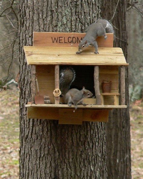 Printable Diy Squirrel Feeder Plans