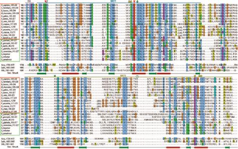 Pdf Detection Of A Tandem Brct In Nbs And Xrs With Functional