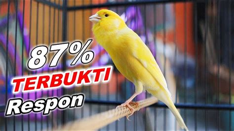 Suara Burung Kenari Gacor Kenari F Gacor Durasi Panjang Buat