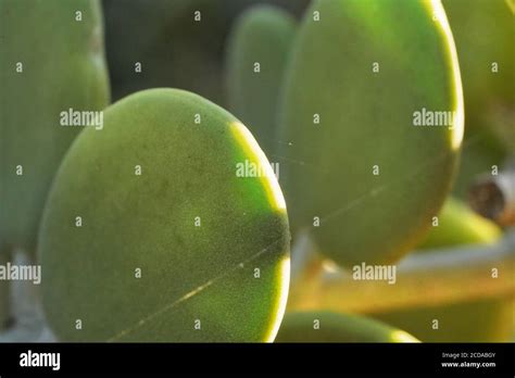 Thick Leaves Succulents Hi Res Stock Photography And Images Alamy