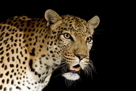 African Leopard Panthera Pardus South Africa Stock Image Image Of