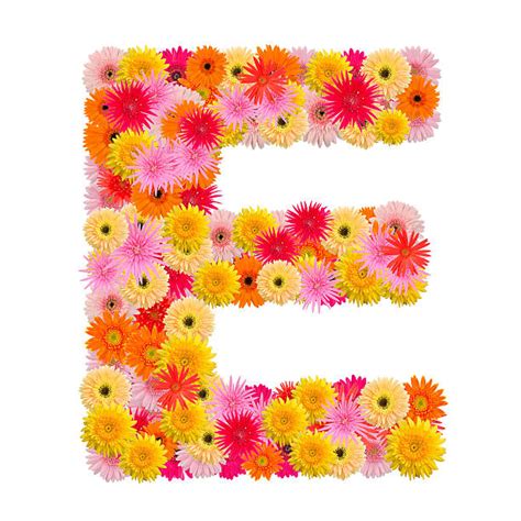 Letter E Flower Alphabet Daisy Stock Photos Pictures And Royalty Free