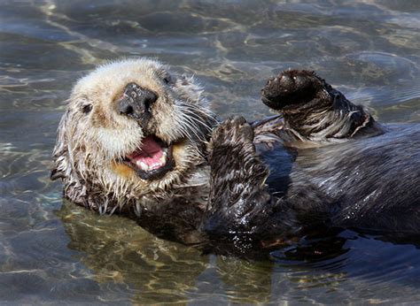 Southern Sea Otter | Los Padres ForestWatch