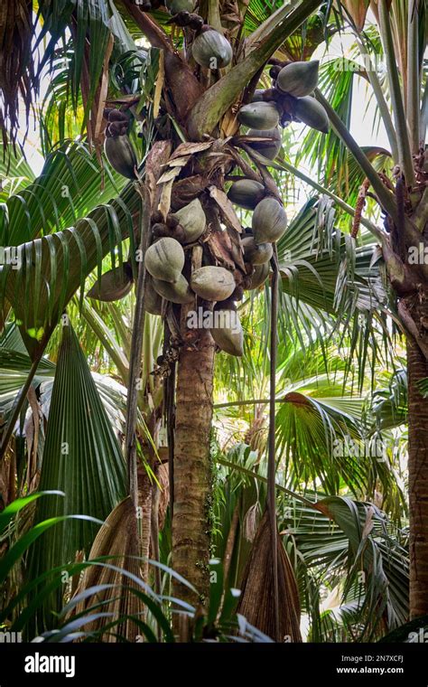 Huge Nuts Of Coco De Mer Palm Tree In Vallee De Mai Praslin Island