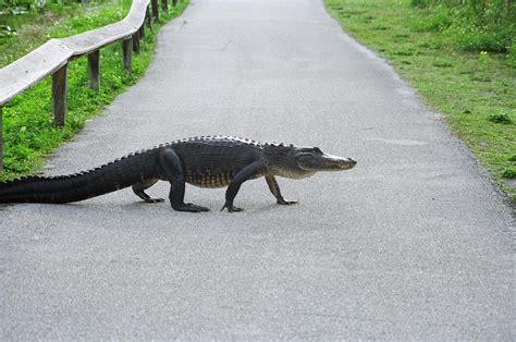 Alligator Walking Free Stock Photo - Public Domain Pictures