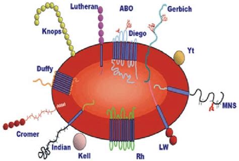 Schematic representationof clinically significant blood group antigens ...