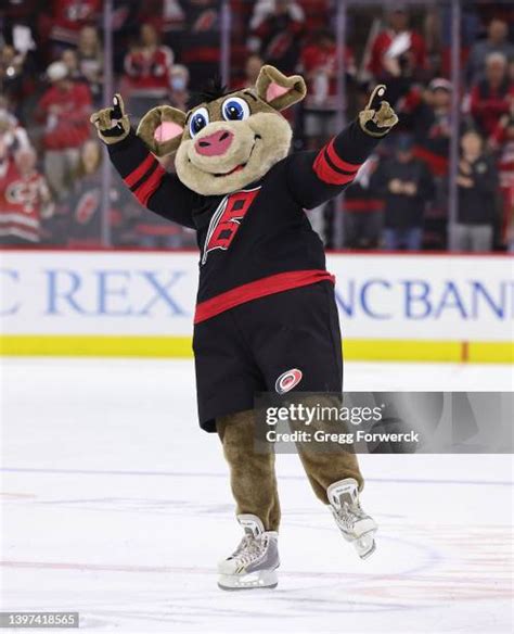 Stormy The Ice Hog Photos and Premium High Res Pictures - Getty Images