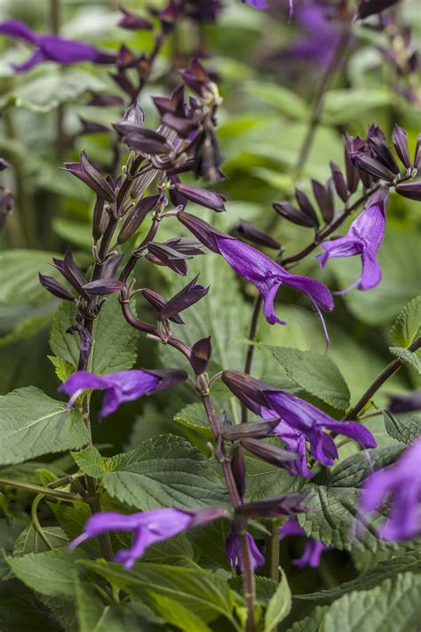 Rockin® Deep Purple Salvia Hybrid Proven Winners