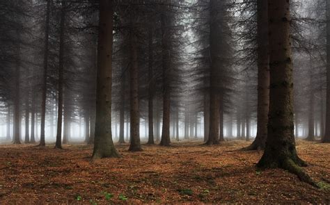 Papel De Parede Luz Solar Rvores Panorama Floresta Natureza