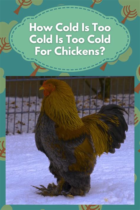 How Cold Is Too Cold For Chickens Artofit