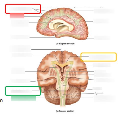 Brain Anatomy Diagram Quizlet