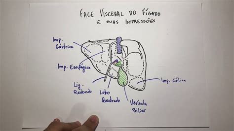Face Visceral Do Fígado - Modelo De Anatomia Do Lobulo Do Figado Anatomia Fígado (resumo)