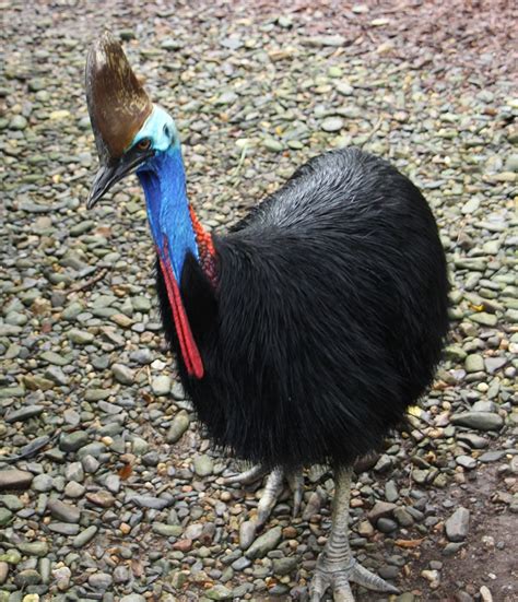 Cassowary Claw