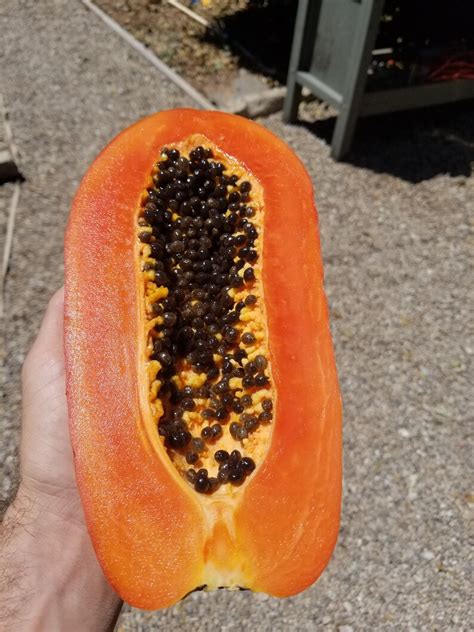 25x Red Papaya Maradol Seeds Mexican Variety | Etsy