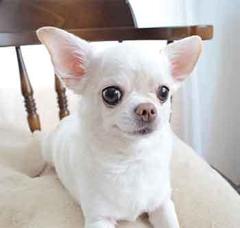 All About The White Chihuahua