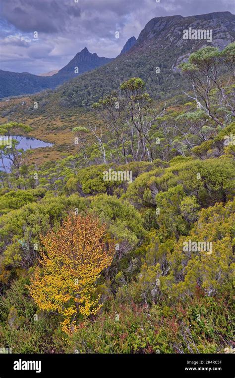 Deciduous Beech Fagus Tree Near Wombat Pool At Cradle Mountain Lake St