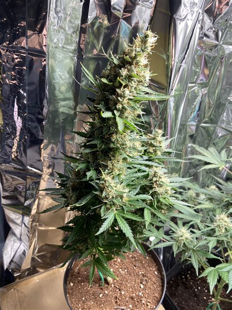 Barney S Farm White Widow XXL Auto Grow Diary Journal Harvest11 By