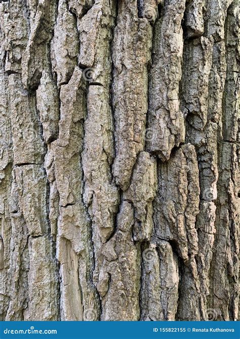 Poplar tree bark stock image. Image of closeup, tree - 155822155