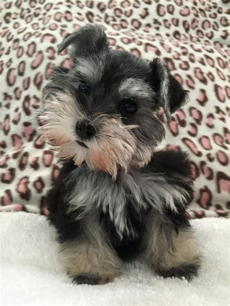 Pin By Albert Nikulin On Собака Schnauzer Puppy Baby Dogs Cute Dogs