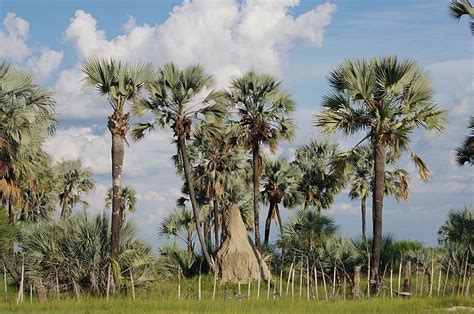 Image: Typical landscape of Oshana Region, Namibia