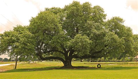 Louisiana Live Oak Tree Photograph By Ronald Olivier