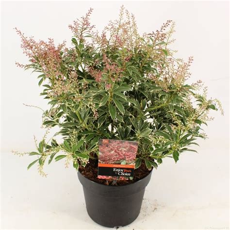 Pieris Japonica Polar Passion — Plant Wholesale Floraccess