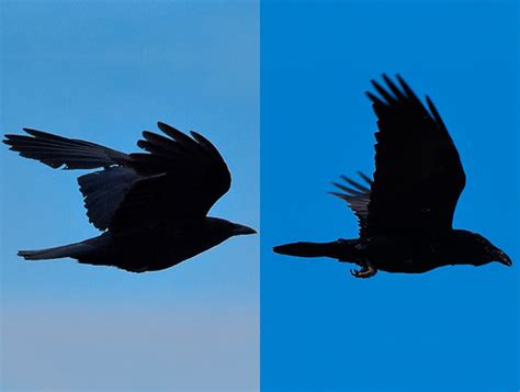 Pleins Feux Sur La Diff Rence Entre Le Grand Corbeau Et La Corneille D