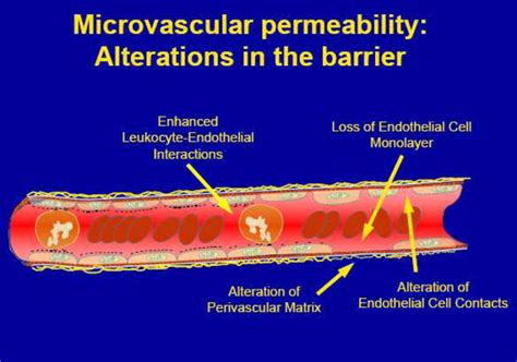 Alteration Of Microvascular Permeability In Acute Kidney Injury