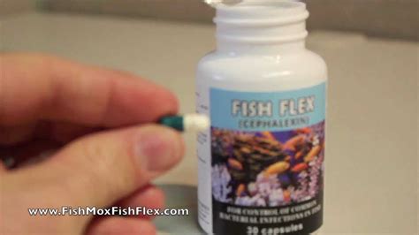 Fish Flex Cephalexin 250 Mg Fish Antibiotic Youtube