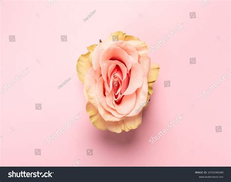 1 595개의 여자성기 이미지 스톡 사진 3d 오브젝트 벡터 Shutterstock