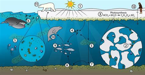 Arctic Food Webs Ask A Biologist