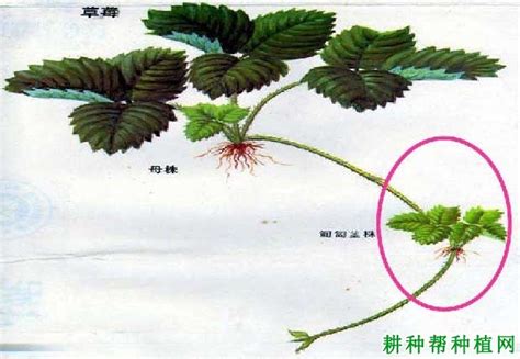 草莓匍匐茎育苗方法（草莓用匍匐茎繁殖方法）【耕种帮种植网】