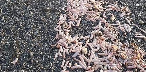 Milhares de peixes pênis de 25 cm são encontrados em praia na Argentina