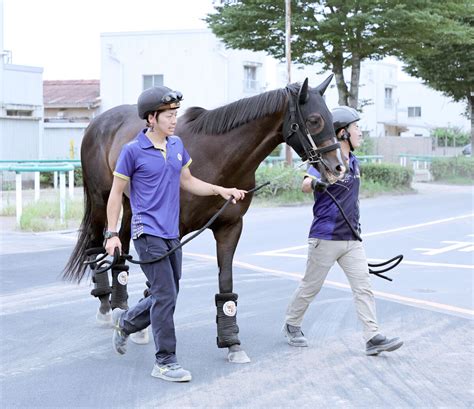 【注目馬動向】凱旋門賞挑戦のタイトルホルダー帰厩 出国は9月16日 スポーツ報知