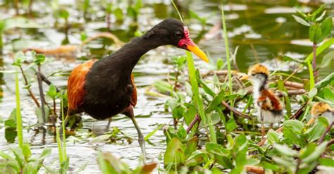 Jacana Pictures Az Animals