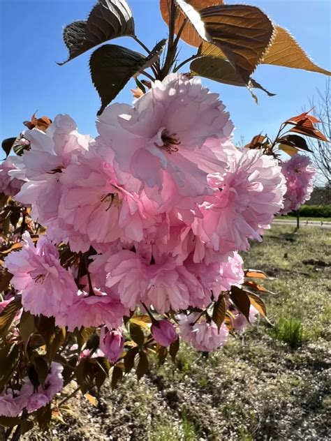 Prunus Serrulata Kanzan Cespuglio Zambelli Vivai Canneto S O