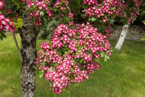 Hawthorn Trees How To Grow And Care For Hawthorn Trees Garden Design