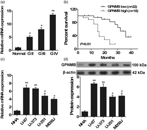 Expression Of Gpnmb In Human Glioma Tissue And Glioblastoma Cell Lines