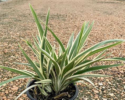 Dianella Tasmanica Variegata 1 Gallon And 3 Gallon Etsy