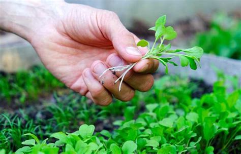 What's The Difference? Sprouts vs Microgreens