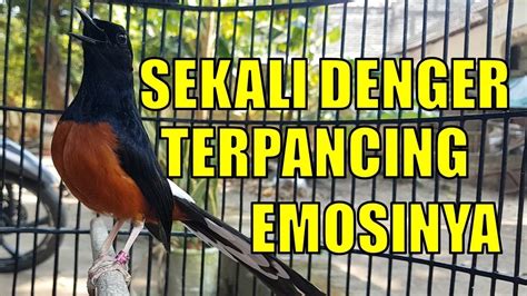 Pancingan PAGI HARI 100 AMPUH Bikin GACORDOR Dngn Suara Murai Batu