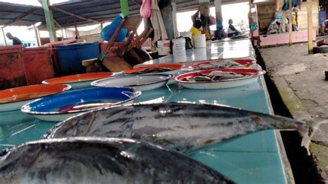 Harga Ikan Di Ternate Tembus Rp 50 Hingga Rp 200 Ribu Per Ekor