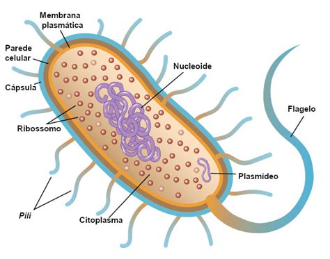 Mapa Reino Monera Bacterias Em 2020 Procariontes Reino Monera Images