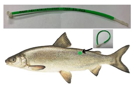 Lake Whitefish Study In Lake Huron Métis Nation Of Ontario