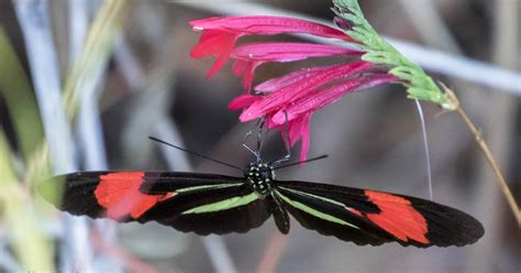 Borboleta Biofaces Bring Nature Closer